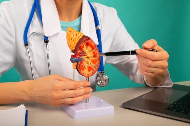 Doktor, plastik insan böbreği üzerinde kalem gösteriyor.