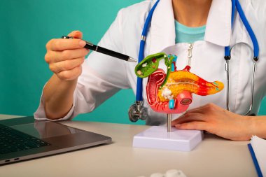 Doktor jinekolog plastik model insan pankreası üzerinde kalem gösteriyor.