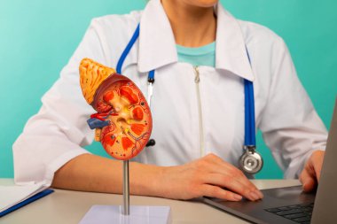 Doktor masasında anatomik model insan böbreği var.