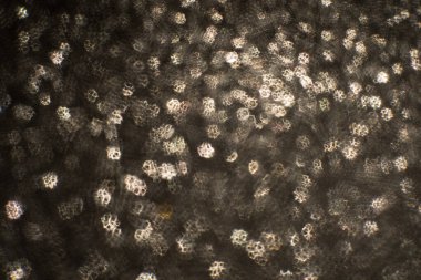 Noel arkaplanı. Bokeh odaklı ışıklar ve yıldızlarla şenlikli soyut arkaplan.