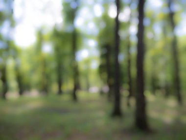 Bulanık doğa duvar kağıdı. Ormanın arka planı. Tasarımınız için yeşil odaklanmış arkaplan.