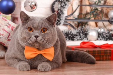 İngiliz Shorthair kedisi papyonlu şöminenin ve Noel ağacının yanında..