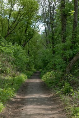 Ormanda Yeşil Ağaçlı Yürüyüş Yolu. Park 'taki güzel Alley. Karanlık Orman 'ın Yolu
