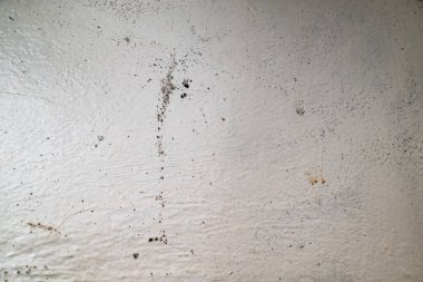 Büyük ıslak siyah küf ve duvarda çatlaklar.