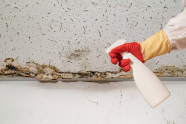 Tadilattan sonra evinizin duvarında insan kalıbı bulundu. Bornozlu bir el ve koruyucu bir eldiven küf önleyici bir maddeyle birlikte bir sprey tabanca tutuyor. Duvardaki büyük küf.