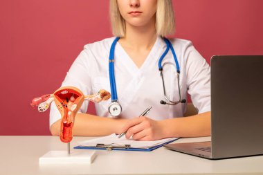 Doktorun kadın üreme sisteminin anatomik modeli.