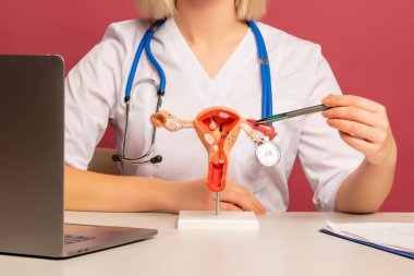 doctor gynecologist pointing model of female reproductive system on his desktop clipart