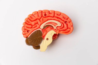 İnsan beyni anatomik modeli, tıbbi konsept görüntüsü. Yüksek kalite fotoğraf