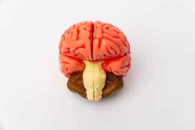 İnsan beyni anatomik modeli, tıbbi konsept görüntüsü. Yüksek kalite fotoğraf