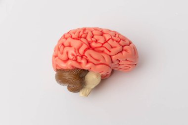 İnsan beyni anatomik modeli, tıbbi konsept görüntüsü. Yüksek kalite fotoğraf