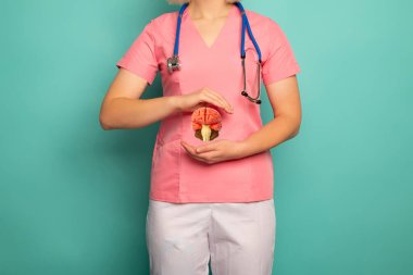 Doktor elinde anatomik model insan beyni tutuyor. Yüksek kalite fotoğraf