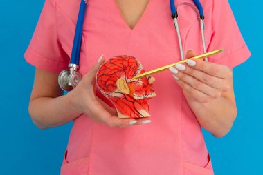 Anatomik model insan kafası, klinikteki doktorun çalışma masasında..