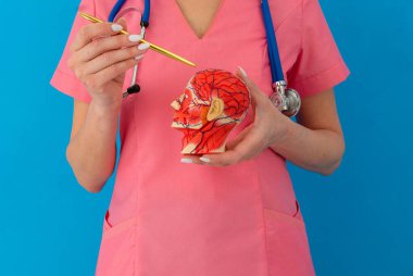 Anatomik model insan kafası, klinikteki doktorun çalışma masasında..