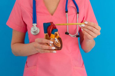 Kardiyolog insan kalbinin yapısını ve anatomisini gösteriyor.