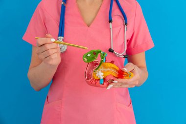 Safra kesesi hastalıklarının tedavisi ve kolelithias. Safra kesesi hastalığını analiz etmek ve tedavi etmek için anatomik tıbbi model üzerinde doktor safra kesesi gösterileri. Yüksek kalite fotoğraf