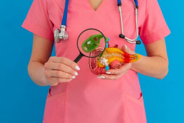 Safra kesesi hastalıklarının tedavisi ve kolelithias. Safra kesesi hastalığını analiz etmek ve tedavi etmek için anatomik tıbbi model üzerinde doktor safra kesesi gösterileri. Yüksek kalite fotoğraf