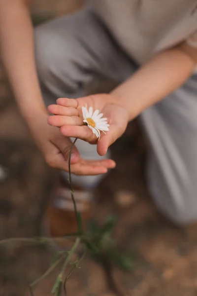 Little Kids Hands Hold One Daisy — Stock Photo, Image