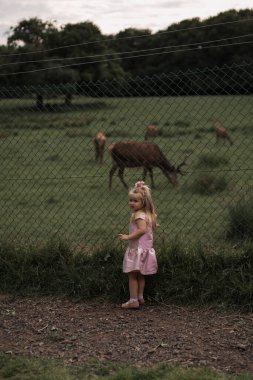 Çocuk sevişme hayvanat bahçesinde vahşi geyik besleme. Çocuklar açık safari parkında hayvan besleme. Küçük kız bir çiftlikte Ren geyiği izliyor. Çocuk ve evde beslenen hayvan hayvan. Hayvanat Bahçesi aile yaz gezisi. Geyikler sürüsü