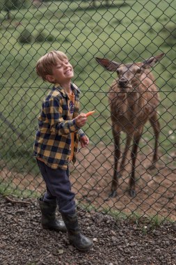 Deer Park 'ta Geyik Besleyen Çocuk. Yüksek kalite fotoğraf