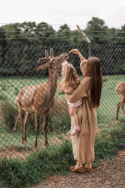 Heyecan verici bir deneyim. Şirin küçük bir kız, hayvanat bahçesinde ailesiyle harika vakit geçirirken genç geyikleri yiyecekle okşayıp izliyor. Ulusal Park. Hayvanlar. Yüksek kalite fotoğraf