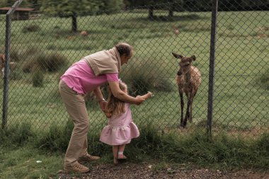 Heyecan verici bir deneyim. Şirin küçük bir kız, hayvanat bahçesinde ailesiyle harika vakit geçirirken genç geyikleri yiyecekle okşayıp izliyor. Ulusal Park. Hayvanlar. Yüksek kalite fotoğraf