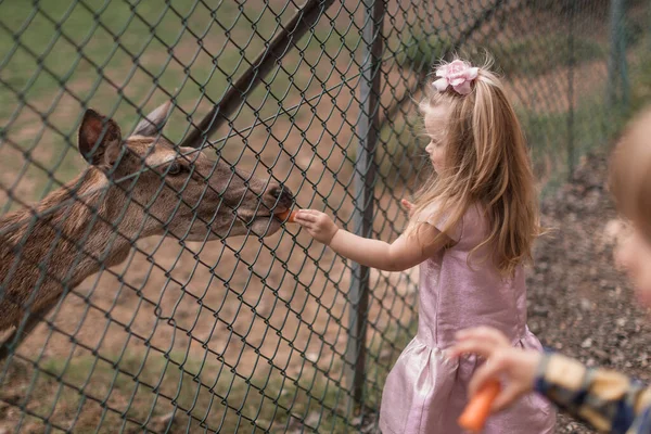 Child feeding wild deer at petting zoo. Kids feed animals at outdoor safari park. Little girl watching reindeer on a farm. Kid and pet animal. Family summer trip to zoological garden. Herd of deers