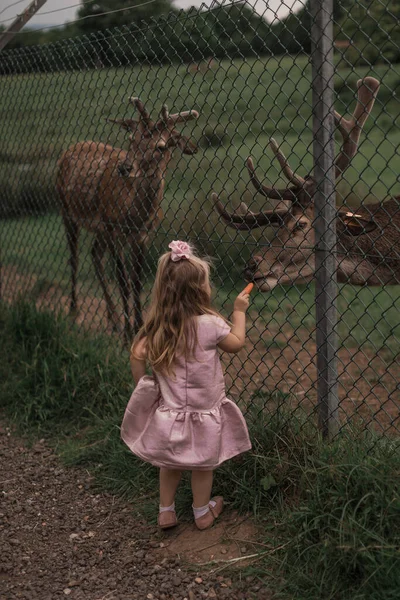 Kids feeding deer in a petting zoo farm. High quality photo