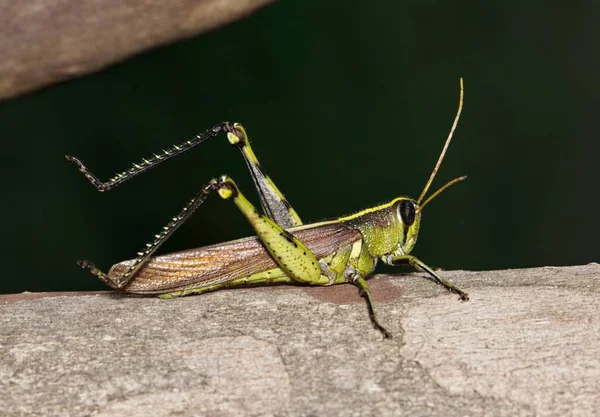 Obscure Bird Grasshopper Schistocerca Obscura Een Crêpe Myrtle Boom Nachts — Stockfoto