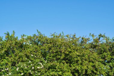 Kısmi beyaz çiçekli yemyeşil Crepe Myrtle yaprakları (Lagerstroemia) ve kopya alanı olan açık mavi gökyüzü arkaplanı..