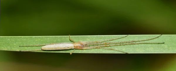 Långkäftad Orbweaver Spindel Tetragnathidae Sträckte Sig Längs Ett Enda Grässtrå — Stockfoto