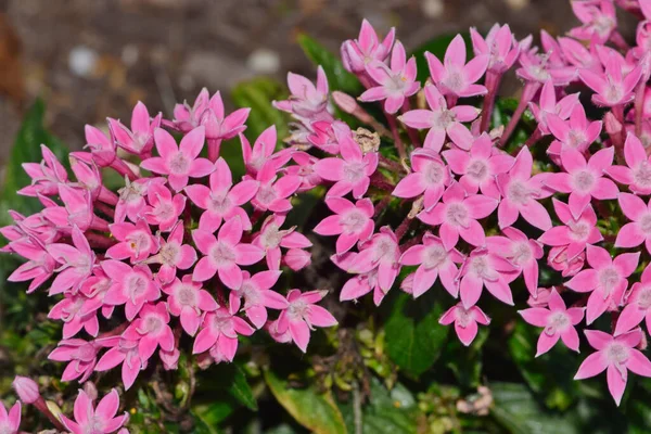 Pink Egyptian starcluster (Pentas lanceolata) flowers blooming in a garden bed. African flowering plant in the Madder family Rubiaceae.