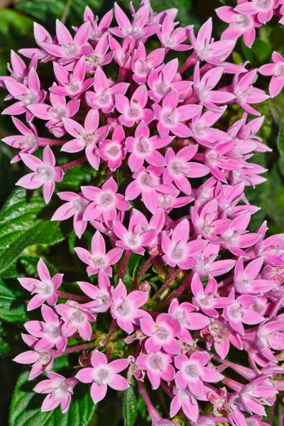 Pink Egyptian starcluster (Pentas lanceolata) flowers blooming in a garden bed. African flowering plant in the Madder family Rubiaceae.