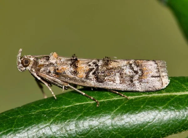Южный Сосновый Червь Moth Dioryctria Amatella Сидит Дубовом Листе Вид — стоковое фото