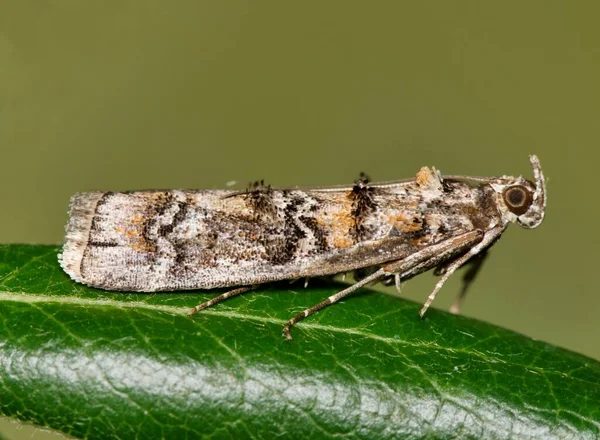 Southern Pineconeworm Moth Dioryctria Amatella Που Φωλιάζει Ένα Φύλλο Βελανιδιάς — Φωτογραφία Αρχείου