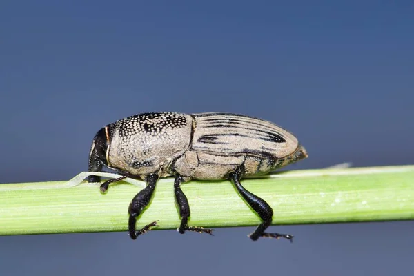 Avlanan Billbug Sphenophorus Venatus Vestitus Kopyalanmış Bir Bitki Sapından Beslenir — Stok fotoğraf
