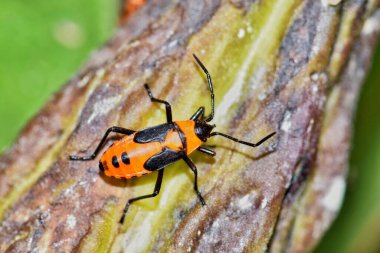 Houston, TX 'te bir süt tohumu tohumu tohumu kapsülü Asclepias viridis üzerinde büyük bir Milkweed Bug nymph (Oncopeltus fasciatus). Sırt izole makro görünümü.