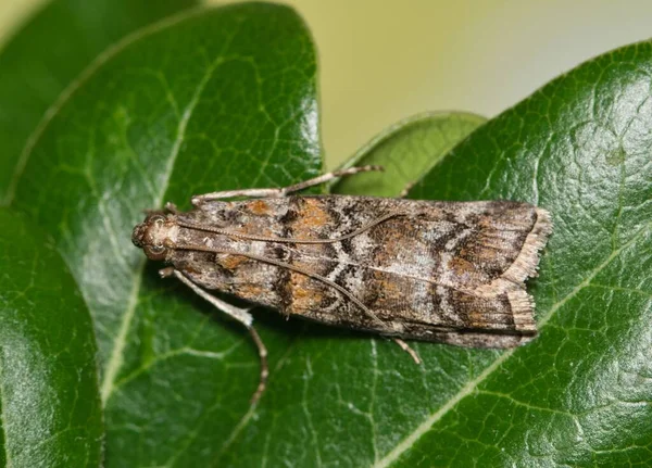 Southern Pineconeworm Moth Dioryctria Amatella Κόκορα Ένα Φύλλο Βελανιδιάς Macro — Φωτογραφία Αρχείου