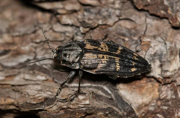 Metallic Wood Boring Beetle Buprestis Consularis Рослинній Корі Юстоні Macro — стокове фото