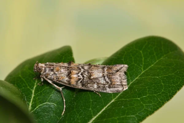 Southern Pineconeworm Moth Dioryctria Amatella Που Φωλιάζει Ένα Φύλλο Βελανιδιάς — Φωτογραφία Αρχείου