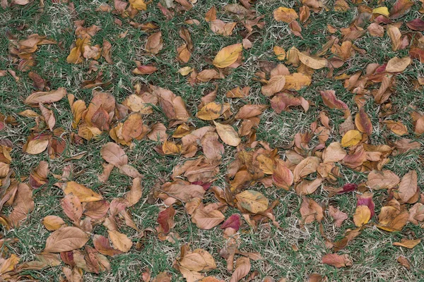 크레이프머틀은 휴스턴의 잔디밭에 산재해 — 스톡 사진