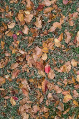 Ölü Krep Myrtle yaprakları Houston 'da sonbahar sezonu boyunca çimlere saçılmış. Bahçe bakımı konsepti.