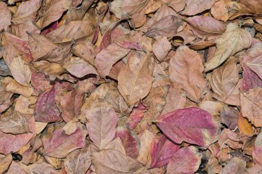 Krep Myrtle ağaçlarından düşen kırmızı renkli kuru sonbahar yaprakları. Yakın plan renkli soyut arkaplan.