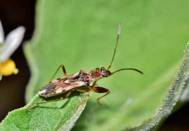 Gece bir ağaç yaprağının üzerindeki toprak renkli tohum böceği. Orta, Güney Amerika ve ABD 'de bulunan bazı bölgelerde tohum tohumlama tesislerini döllüyorlar..