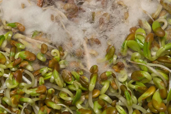 Rotten alfalfa sprouts with white mold growing on it, directly above macro image. Expired food health concept.