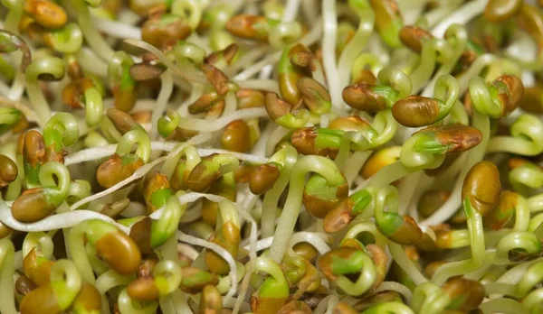 Immature alfalfa sprouts with seed pods, selective focus macro image. Healthy ingredient with antioxidants commonly used in sandwiches and salads.