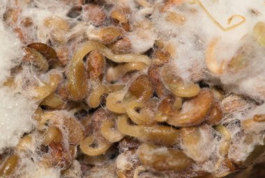 Rotten alfalfa sprouts with white mold growing on it, directly above macro image. Expired food health and science concept.