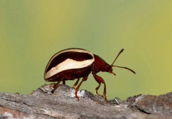 Calligrapha Beetle Calligrapha Bidenticola Levél Bogár Mászik Kéreg Houstonban Oldalnézet — Stock Fotó
