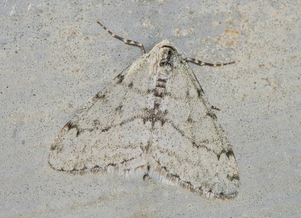 小Phigalia蛾 Phigalia Strigataria 在Tx休斯顿的一段混凝土上显示伪装 在美国东部各州发现的 — 图库照片
