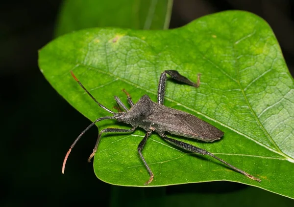 Bladfotad Insekt Acanthocephala Terminalis Ett Eklöv Natten Inhemska Arter Usa — Stockfoto