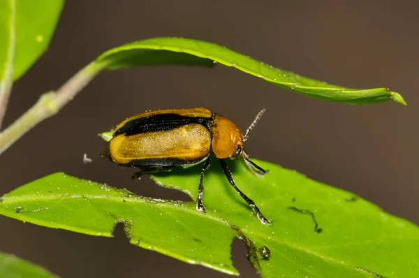 树叶子上的粘土色叶甲壳虫 Anomoea Laticlavia 原产于美国中部和东部 也被称为Persimmon甲虫 — 图库照片